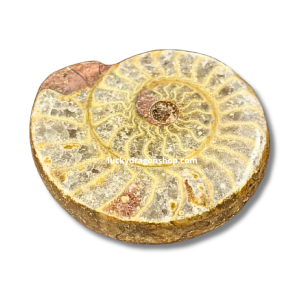 DRAGON EGG FOSSIL