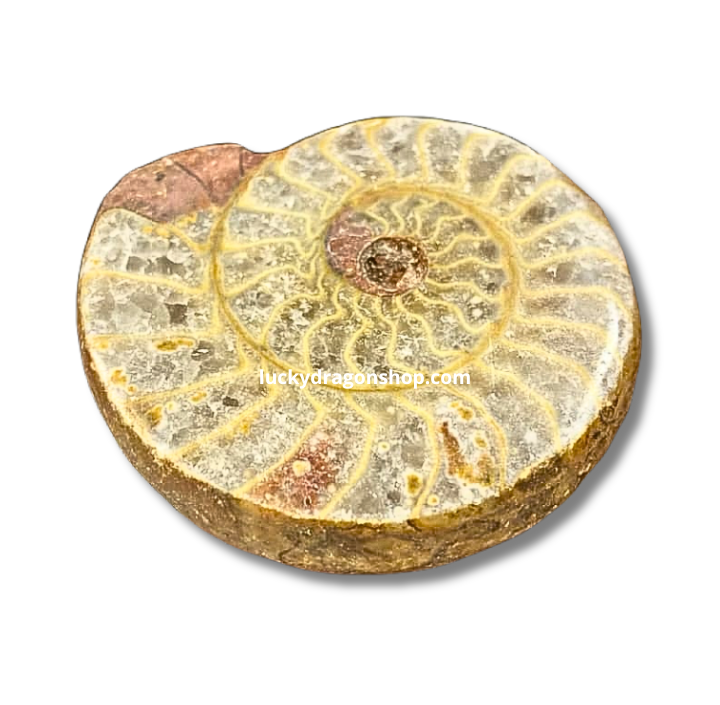 DRAGON EGG FOSSIL
