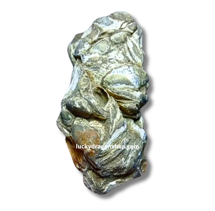 DRAGON EGG FOSSIL