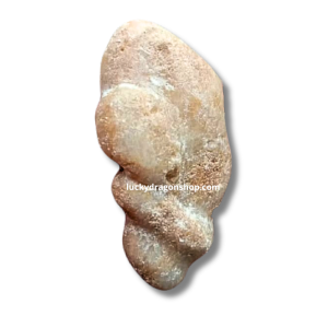 ENTONG SNAKE FOSSIL