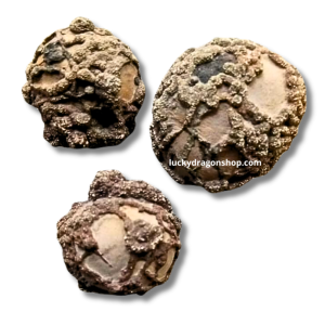 DRAGON EMBRYO STONE