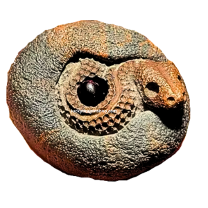 MUSTIKA SNAKE HERMIT